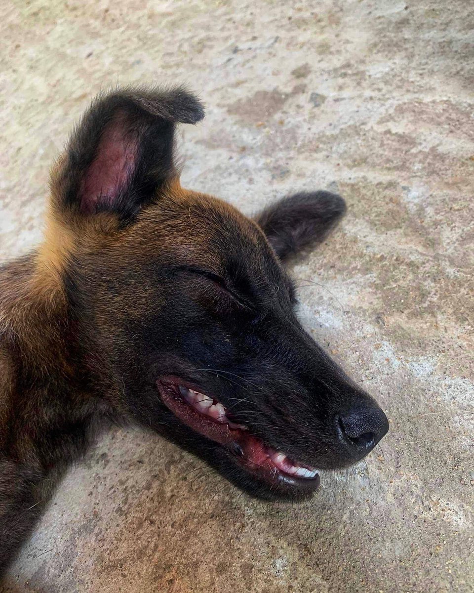 AnimalSOSSLanka's tweet photo. We rescued Jay 🐾 this week as he is showing neurological symptoms. 

He has likely had some sort of head trauma, either by something or someone. 

🙏 Please donate towards his treatment costs 

PayPal - donate@animalsos-sl.com

Justgiving - https://t.co/kwi8ygcu7h

#RescueDog https://t.co/CjZbWn9mb6