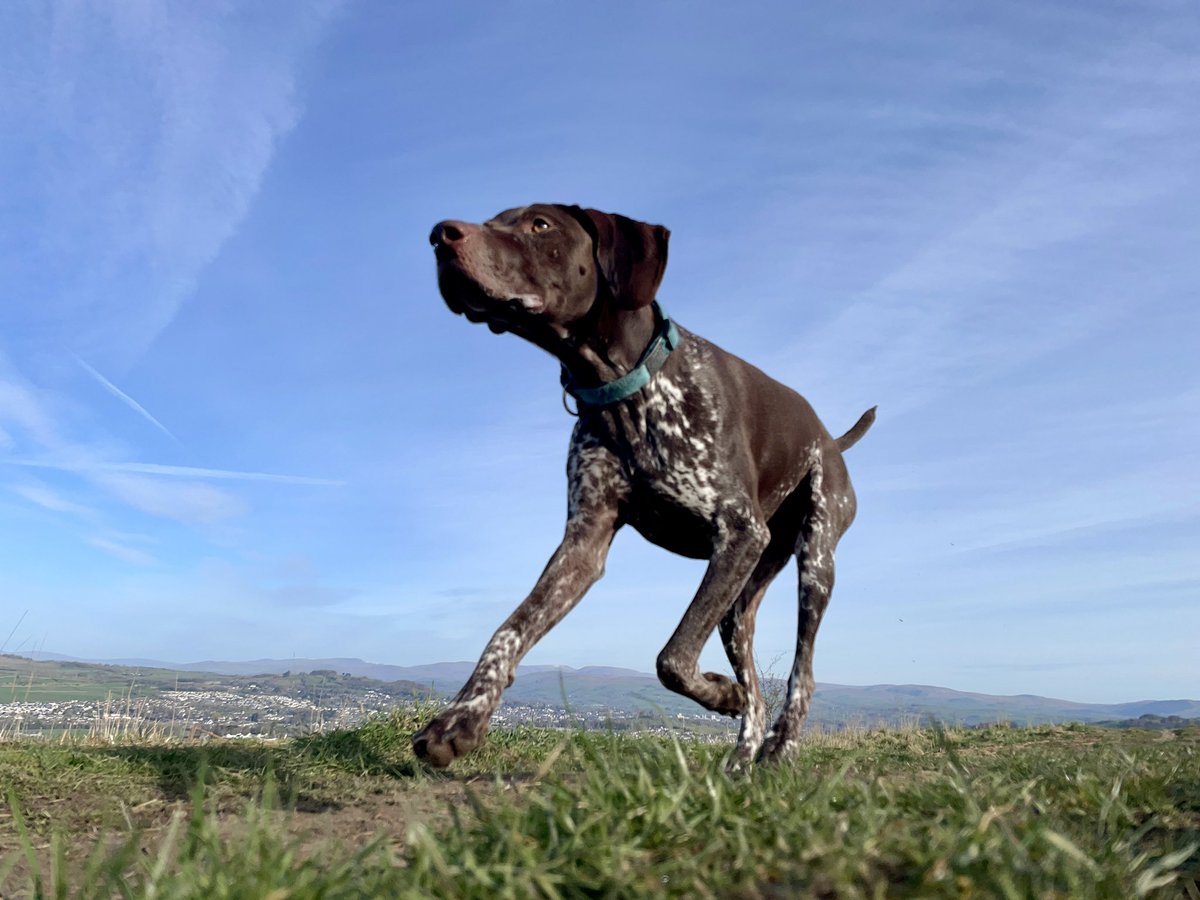 GilbertGSP's tweet photo. Sunday run at The Helm #Kendal #gsp #DogsOfTwitter https://t.co/bfNlNCCUPD
