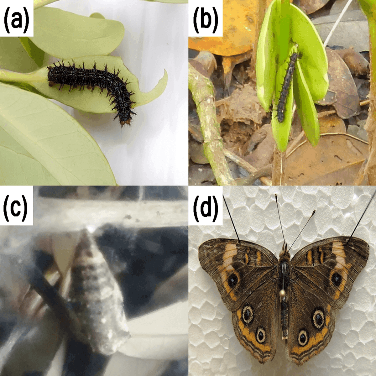 PlantSpeciesBio's tweet photo. First report of #Avicennia germinans (#Acanthaceae) as a larval host of #Junonia litoralis (#Nymphalidae) causing higher foliar damage in seedlings than trees
Carlos Zamora-Tovar et al
https://t.co/NaxkX5Vln7
#blackmangrove #harbivory https://t.co/cXSnyluqtL