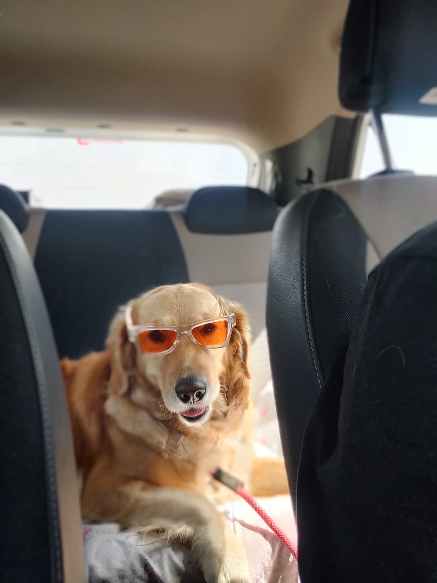 FablesofB's tweet photo. Too sassy 🤩
.
.
.

It's too hot in here, Emma go out in style ..
.
.
.
.
.
 ,
#dogstylist #GoldenRetrievers #dogsoftwitter #Sunglasses #summer #fashionblogger #Doggostyle #femaledog #fablesofbella https://t.co/tbfnXQz78C