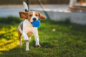 SBPInsurance's tweet image. Spring is in full force, and you’re probably spending more time outside with your pets. From treating allergies to avoiding poisonous plants, keep your pets safe with this handy guide! buff.ly/2Ge1Mvv