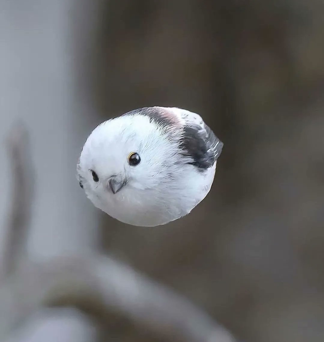 Coming in hot...😂😁🐦