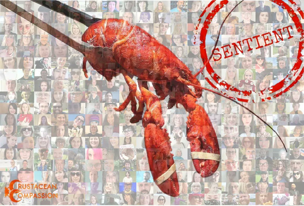 crab_welfare's tweet photo. Following the news that the Sentience Bill is to become law with decapods included, we’d like to thank all our supporters for their commitment to improving the lives of these animals. We couldn’t have done it without you! 🦀 🦐 https://t.co/Qj8xUQ3Tvx