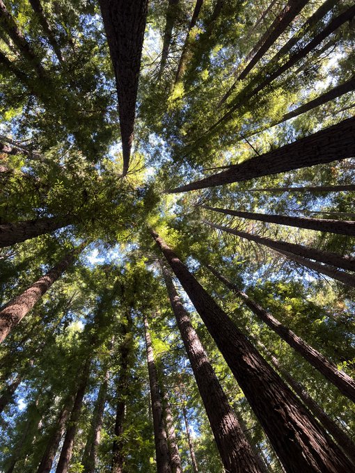 Went out exploring all day today! Feeling grounded, revitalised and ready for new ventures! 🍃💕 https://t