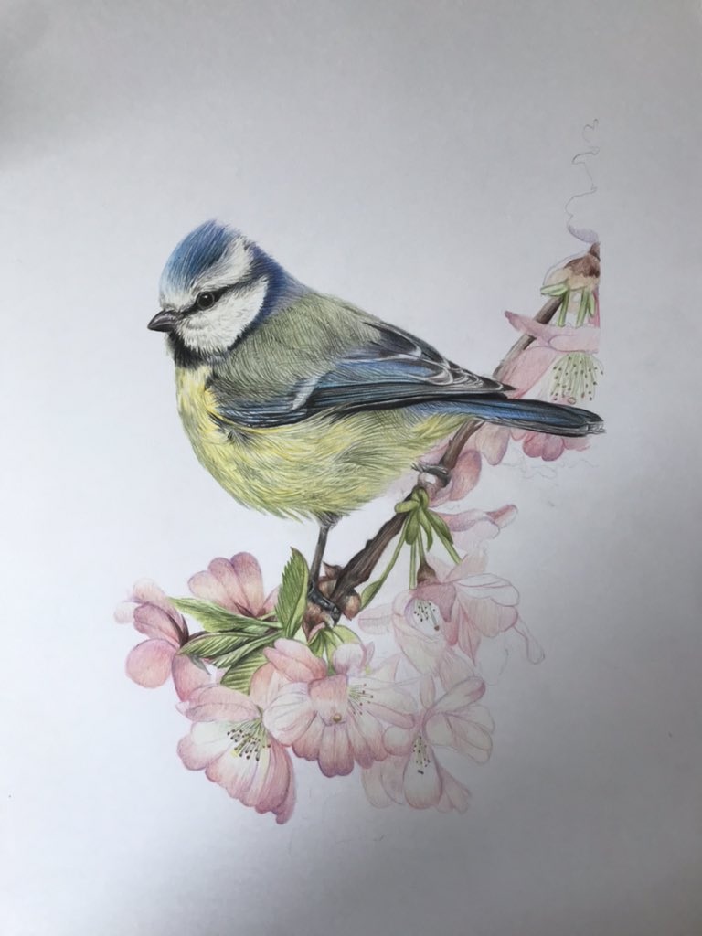 studio22artz's tweet photo. Morning all. I’m up early trying to do a bit of drawing as I have so much to do. Back to this one which I’ve not touched in weeks. #drawing #art #bluetit #birds https://t.co/unPEmDZgYX