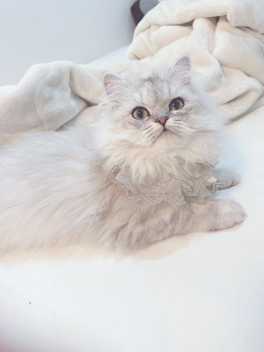 Lilly_raga's tweet photo. △と▽がたまらん🤦🏻

#猫好きさんと繫がりたい #猫 https://t.co/JxaayLUhzS