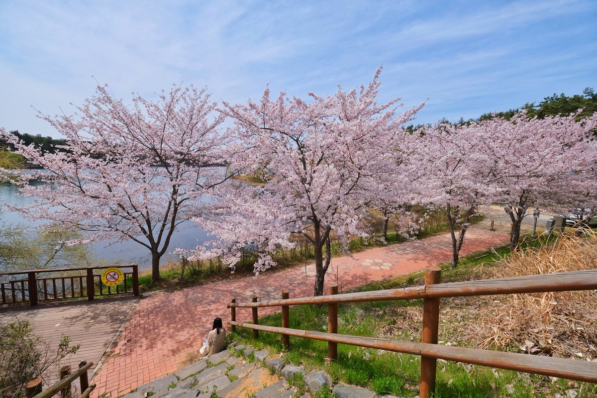ChrisAstro's tweet photo. Cherry blossoms at full bloom! π°π·πΈποΈ #SouthKorea #exploreROK #Korea #exploreKorea #cherryblossoms #travel #visitSouthKorea #bee #bees #spring #springseason #springinKorea
https://t.co/OjcqT5pqWt https://t.co/OmXVEoEJ09