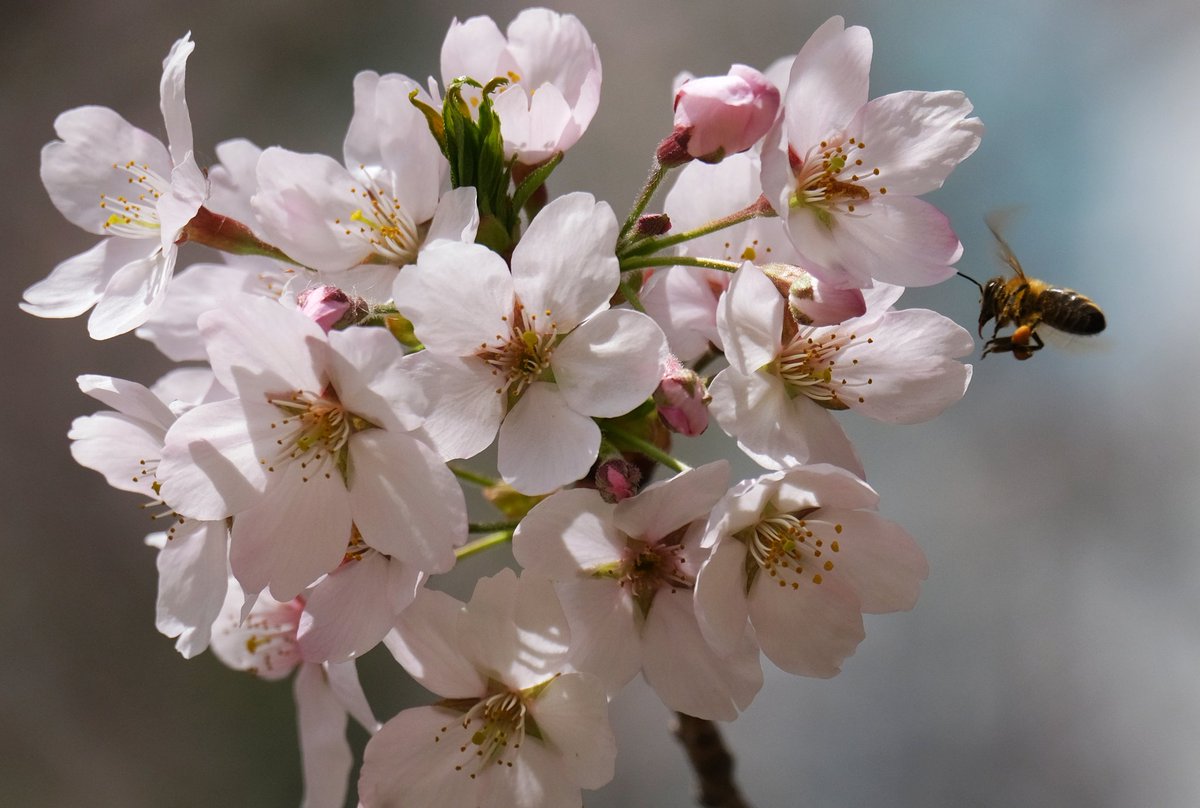 ChrisAstro's tweet photo. Cherry blossoms at full bloom! π°π·πΈποΈ #SouthKorea #exploreROK #Korea #exploreKorea #cherryblossoms #travel #visitSouthKorea #bee #bees #spring #springseason #springinKorea
https://t.co/OjcqT5pqWt https://t.co/OmXVEoEJ09