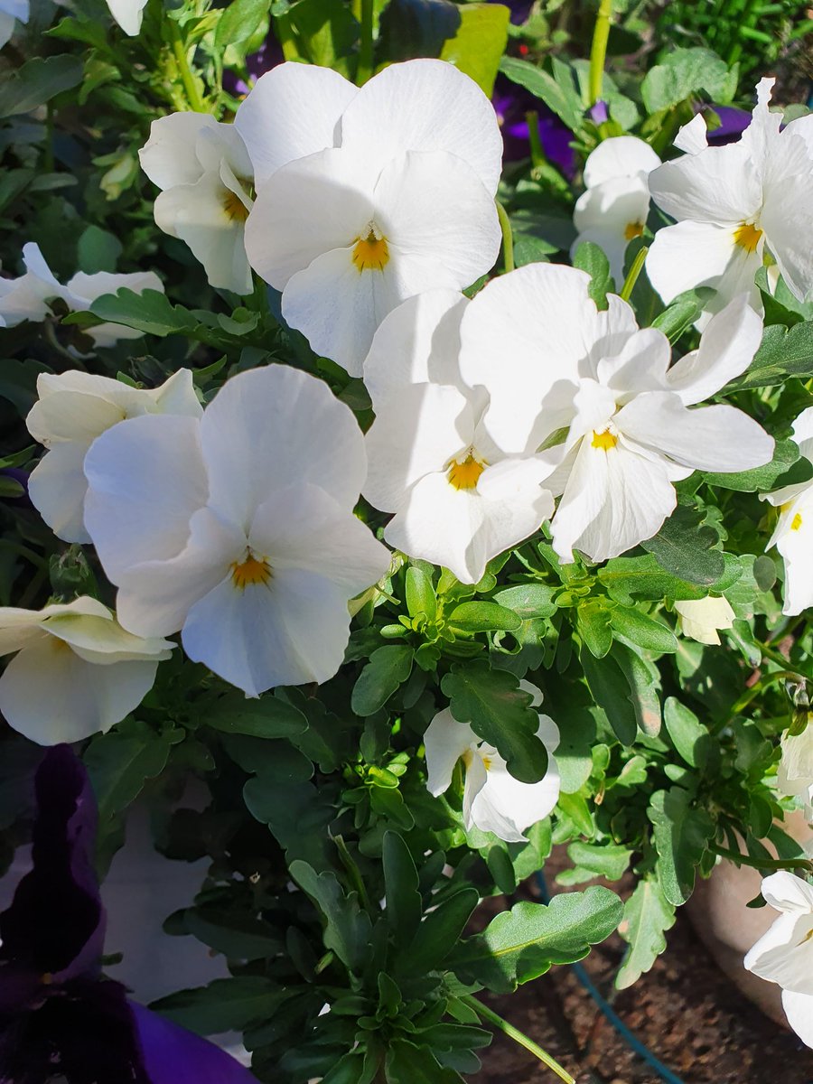 SarahAnnBarty's tweet photo. #sundayvibes #spring #flowers @nationaltrust #GardenersWorld https://t.co/m30HLIm6BJ