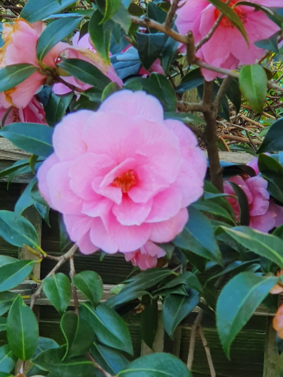 SarahAnnBarty's tweet photo. #sundayvibes #spring #flowers @nationaltrust #GardenersWorld https://t.co/m30HLIm6BJ