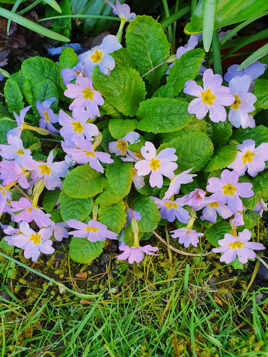 SarahAnnBarty's tweet photo. #sundayvibes #spring #flowers @nationaltrust #GardenersWorld https://t.co/m30HLIm6BJ