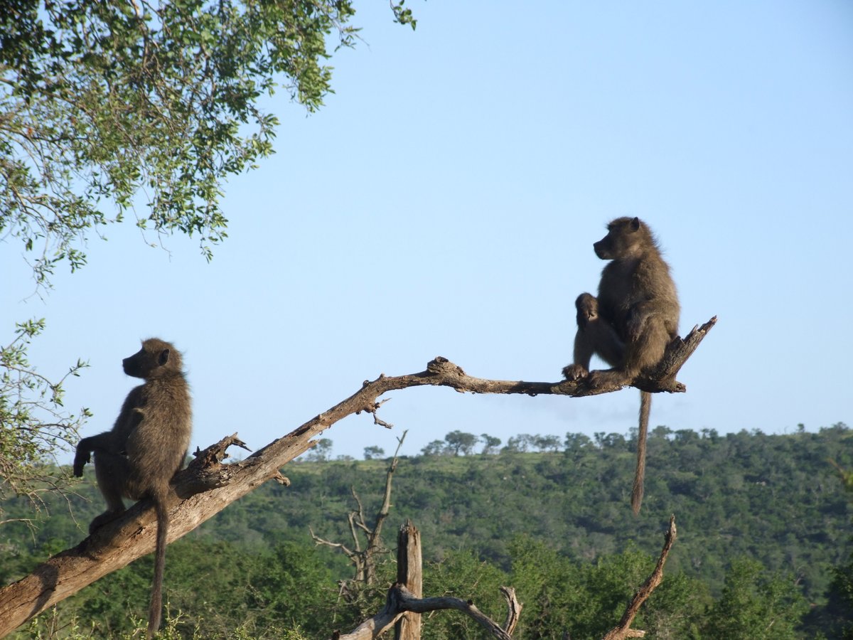 SafariKZNMark's tweet photo. Making your way in the world today, Takes everything you've got, Taking a break from all your worries, Sure would help a lot, Wouldn't you like to get away? #Travel #Holiday #safari #Roadtrip #SouthAfrica #CheersForNow #TravelChatSA https://t.co/MF3VzSM7mv