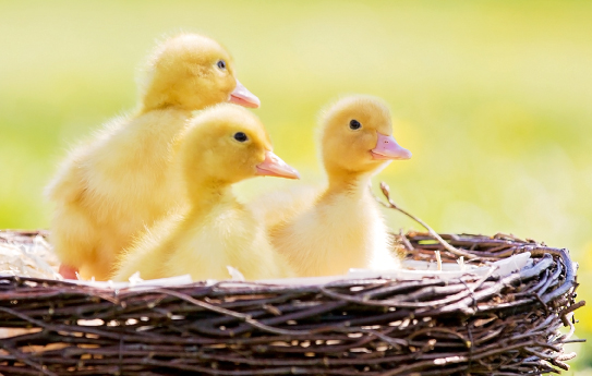 1 week to go! 🐰 🐤 
Come and have an egg-stra special Easter at the Royal Beacon and enjoy a fancy Sunday lunch 17th April. 

Book a table quickly, no eggs-cuses 
Call 01395 224488 to book
or visit bit.ly/3NEoQTe