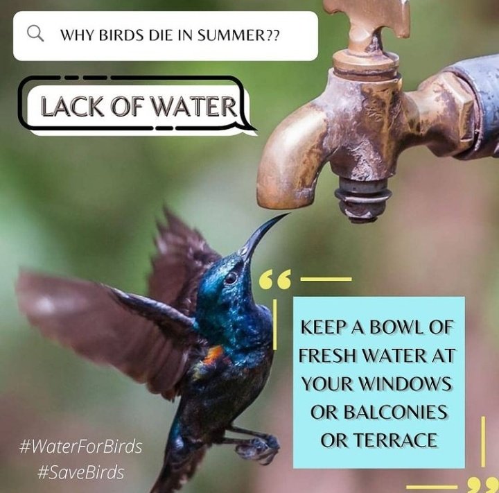 #savebirds 🕊🦜Finding water💧for their little ones and for themselves in this summer is very difficult for bird and animals. We #savebirds🐥🐦🦜requests🙏 you to keep a bowl of water💧in your balcony or terrace/compound. Let's help the speechless, let's do the task of humanity.
