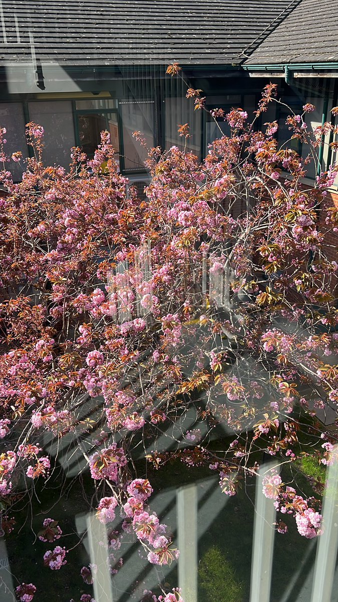 atrialburn's tweet photo. Beautiful Sunday morning. Just perfect for a ward round!  At least the cherry blossom is keeping patients cheery https://t.co/0pUhaG7RH9