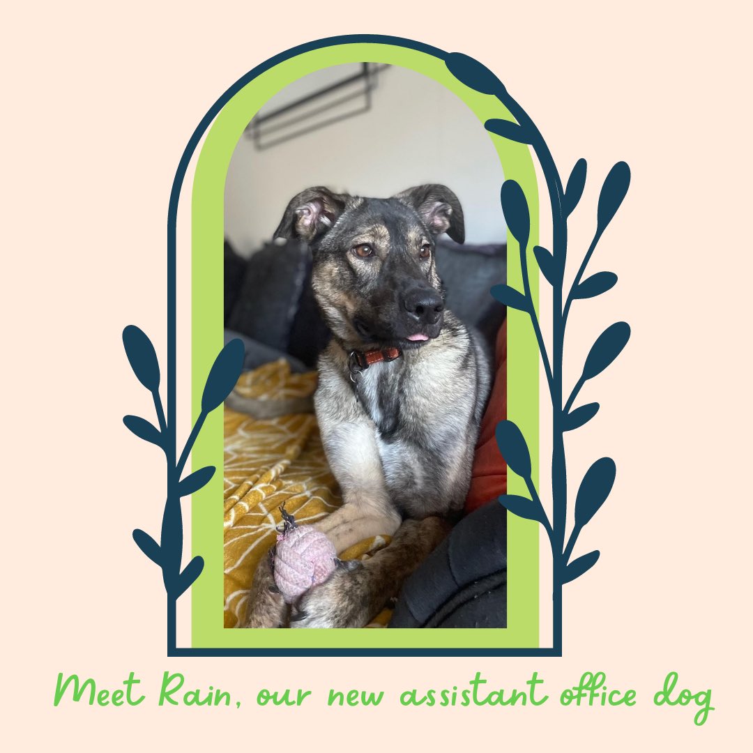 Rain is our lovely new assistant office dog, she’s settling very well and her and Bella are best friends. <a href="/mollhigginson/">mollie</a> 
.
.
.
#assistantofficedog #officedog #dog #rescue #rescuedog #rescueofficedog