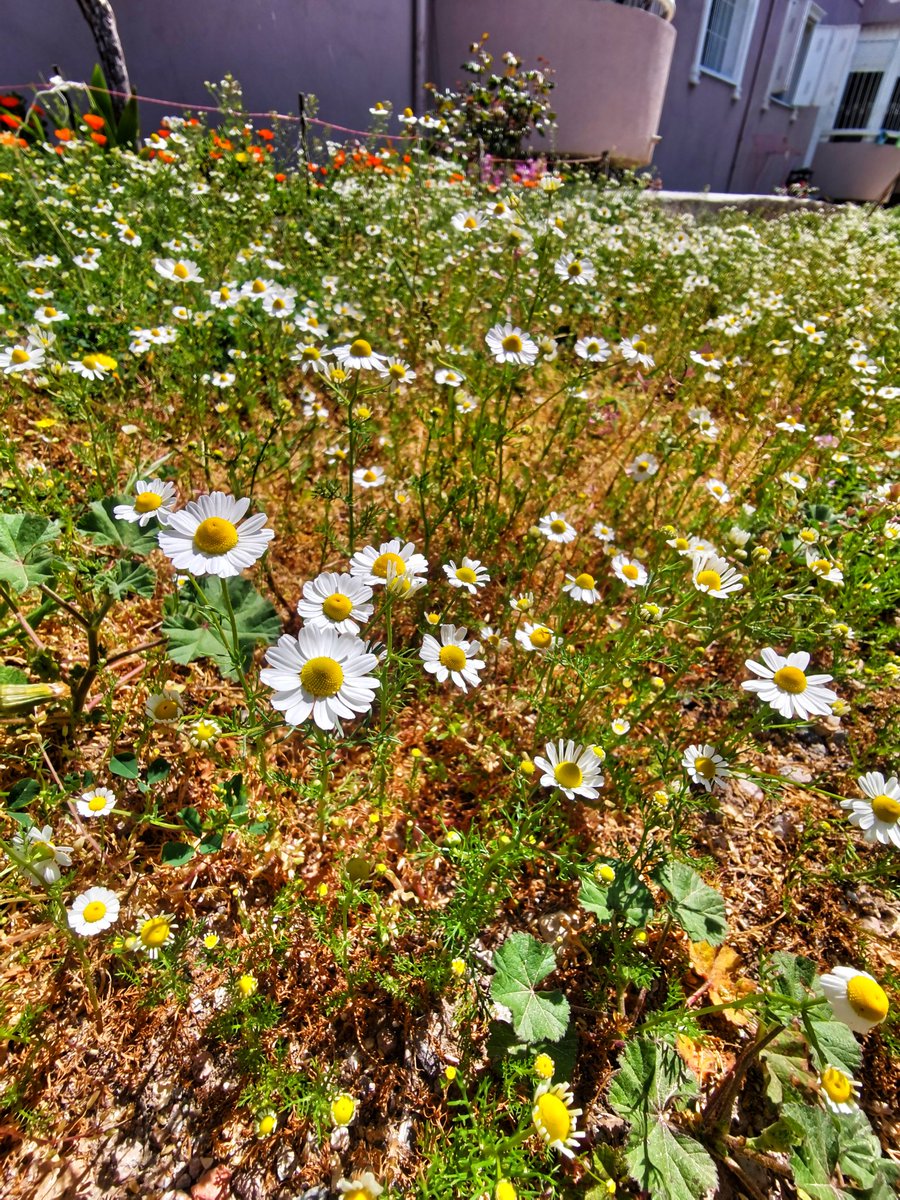 glkrsln's tweet photo. 🌼 https://t.co/VZQfcZnGIJ