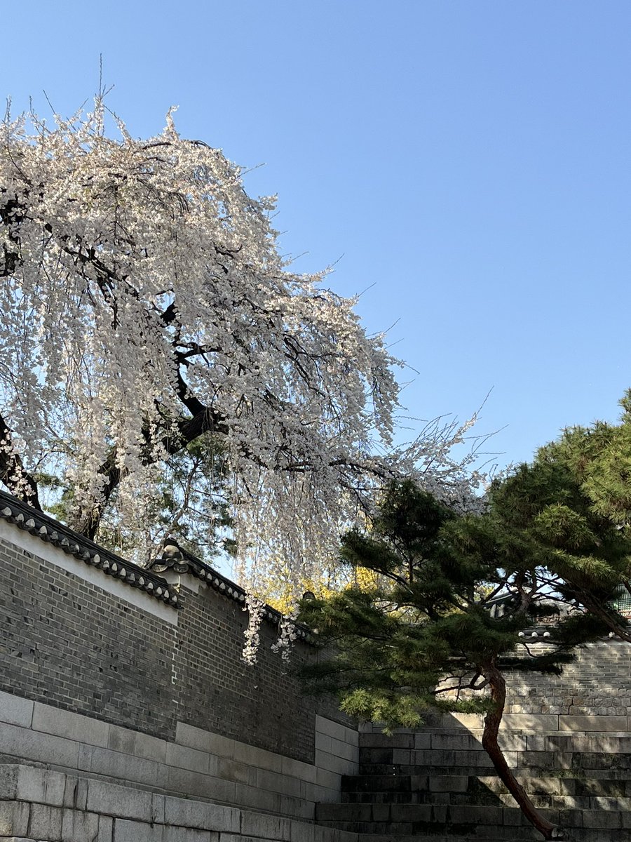 너무 예쁜 창덕궁 ㅜㅜ
With 염둥 <a href="/born_aRMy_/">염하</a>