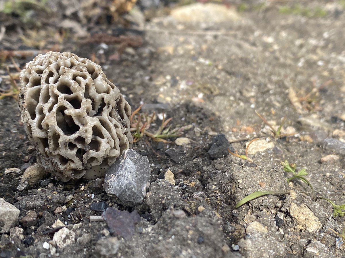 What in the world is this…. <a href="/Carolin20927040/">Caroline Curtis</a> #fungi