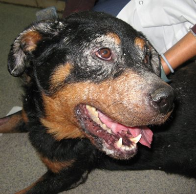 JuanPascual4's tweet photo. 1/ La leishmaniosis es una enfermedad que afecta a perros, gatos y a las personas. Muy presente en la cuenca mediterránea.
Te cuento su causa, su historia, su epidemiología.
Puede curarse y prevenirse.
La leishmaniosis, abro hilo: 👇👇👇 https://t.co/QzsjaQeNGH