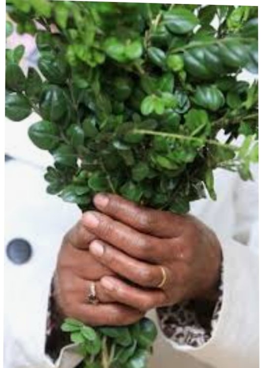 El Domingo de Ramos es, en el calendario litúrgico cristiano, el domingo que precede al Domingo de Pascua y que marca el comienzo de la Semana Santa Buenas oraciones por la paz en Ucrania y en todo el mundo