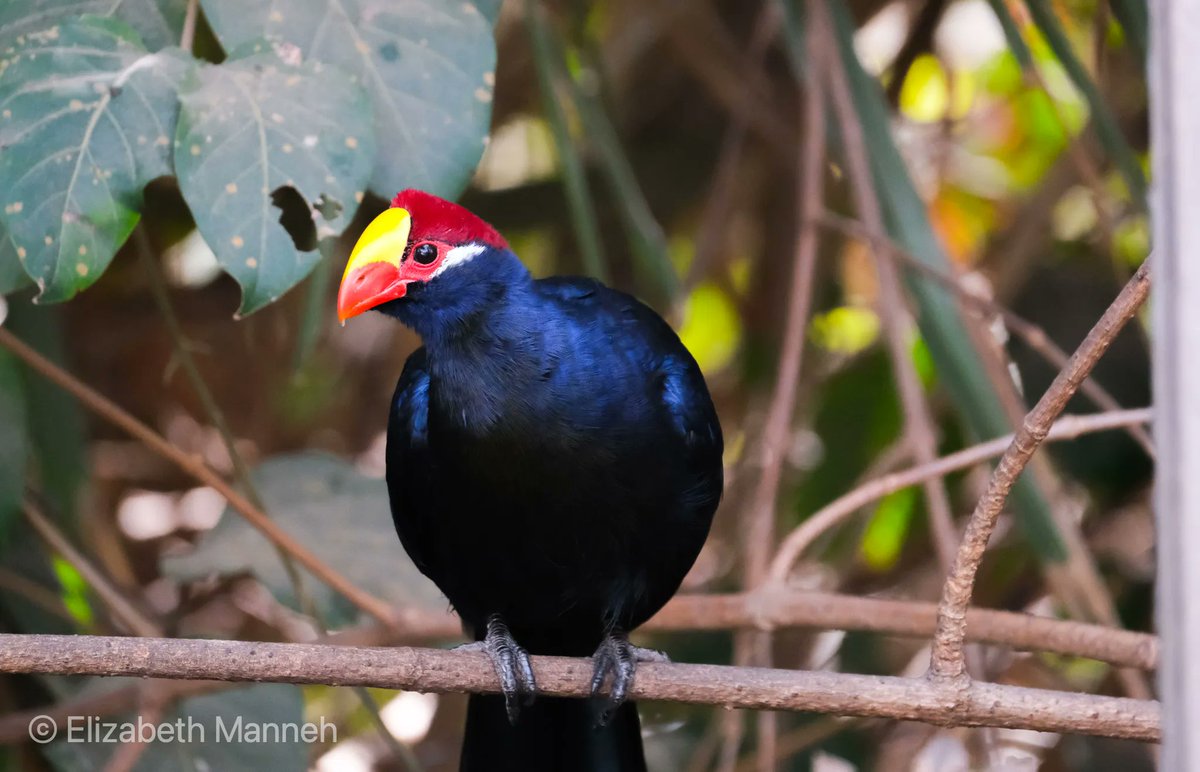 BalabaCamp's tweet photo. The Violet Turaco is one of our star species. Here you can catch a glimpse of its stunning red under-feathers that you normally only see when it's flying.  #Gambia #gambiabirds #BirdPhotography #NaturePhotography #BBCWildlifePOTD #BirdsSeenIn2022 #TwitterNatureCommunity https://t.co/GkUd8FCylz