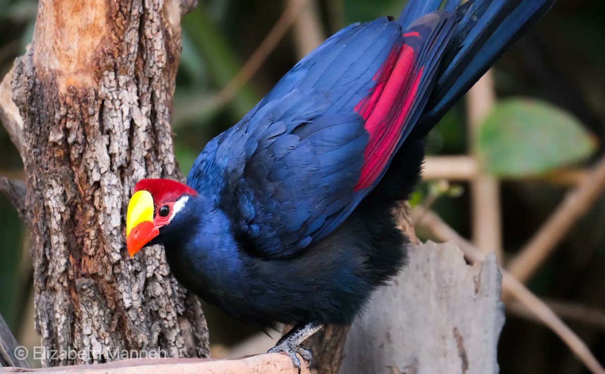 BalabaCamp's tweet photo. The Violet Turaco is one of our star species. Here you can catch a glimpse of its stunning red under-feathers that you normally only see when it's flying.  #Gambia #gambiabirds #BirdPhotography #NaturePhotography #BBCWildlifePOTD #BirdsSeenIn2022 #TwitterNatureCommunity https://t.co/GkUd8FCylz