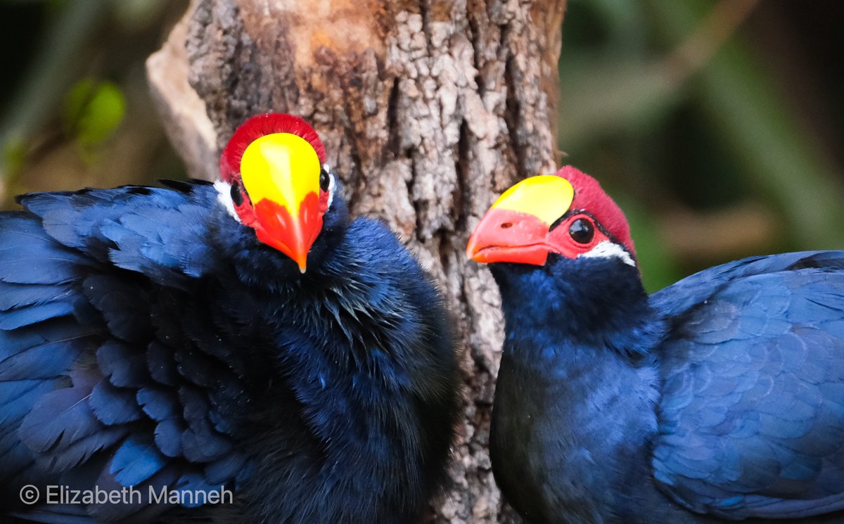 BalabaCamp's tweet photo. The Violet Turaco is one of our star species. Here you can catch a glimpse of its stunning red under-feathers that you normally only see when it's flying.  #Gambia #gambiabirds #BirdPhotography #NaturePhotography #BBCWildlifePOTD #BirdsSeenIn2022 #TwitterNatureCommunity https://t.co/GkUd8FCylz