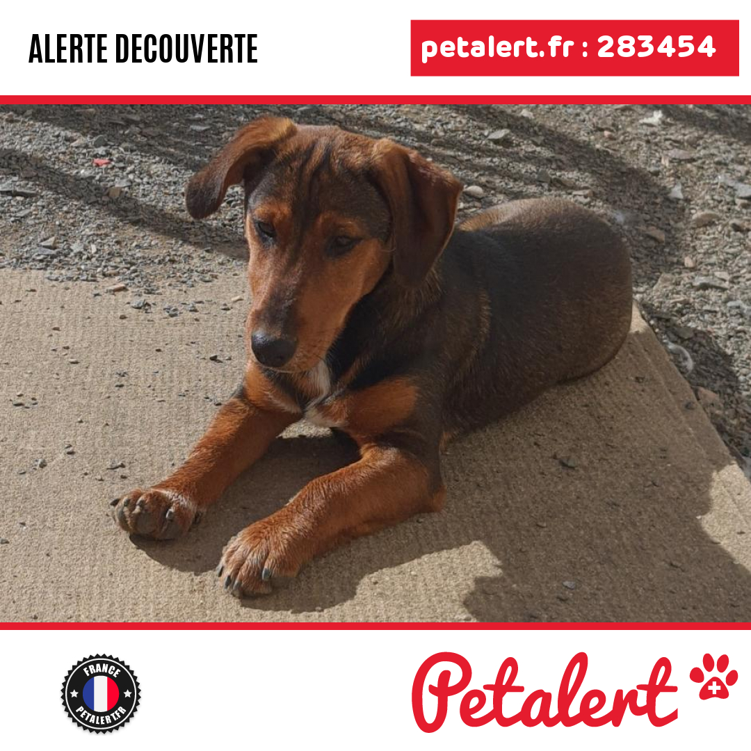 petalert_france's tweet photo. Trouvé #Chien #DeuxSevres #Secondigny #Petalert #PetAlert79 / https://t.co/QD3zZ6H1Vp https://t.co/ZuDrAvr3i3