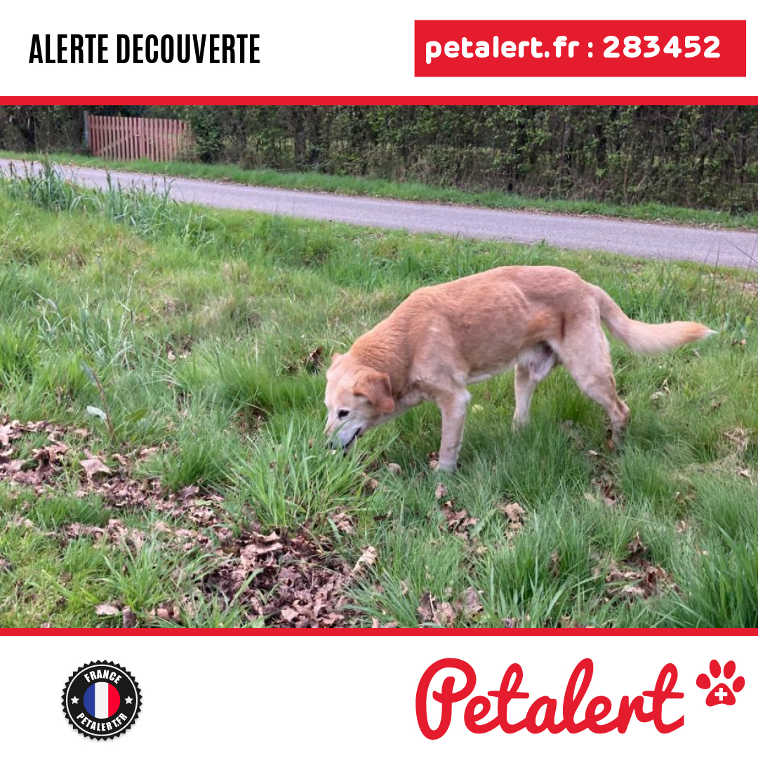 petalert_france's tweet photo. Trouvé #Chien #LoireAtlantique #Heric #Petalert #PetAlert44 / https://t.co/Sdyk5s0csi https://t.co/M2fojVVjeM