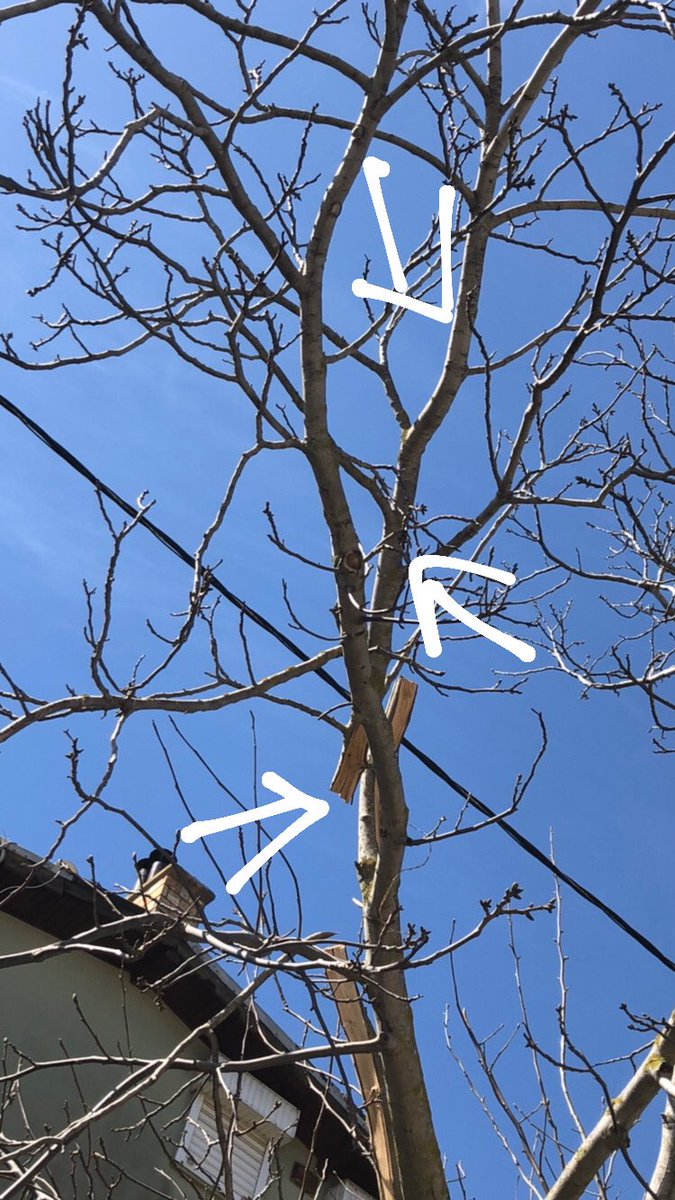 Elektirik direkleri yenilenirken engel olan ağacı muhtemelen budamışsınız ancak kestiğiniz dalı o şekilde ağaç üzerinde bırakmışsınız. <a href="/bedaskurumsal/">BEDAŞ</a> <a href="/BEDASDestek/">BEDASDestek</a> <a href="/SilivriBel/">Silivri Belediyesi</a> gümüşyaka hakdemir sokak ile pekgöz caddesi köşe binada bulunan ağaç.