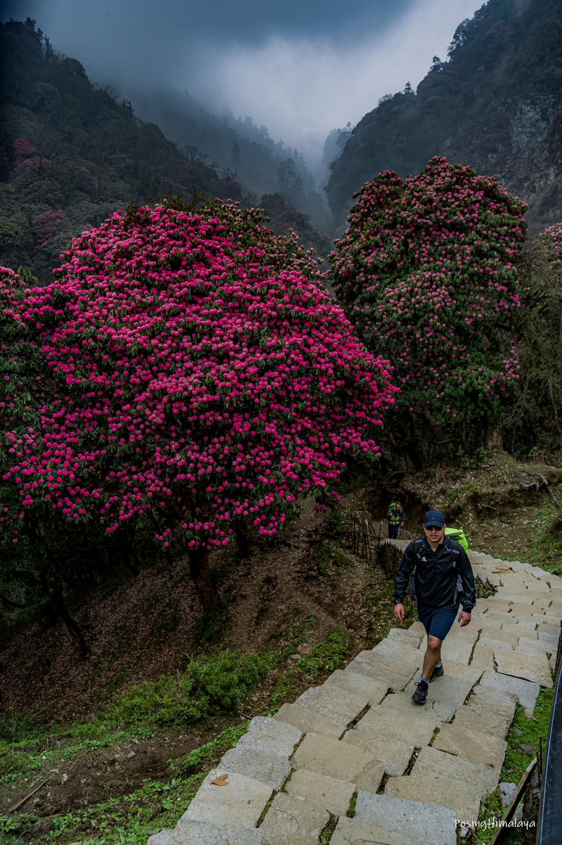 Location: Poonhill Trek Region 
Altitude: 3000m approximately
Season: Spring, March 2022

Photo Credit: Kiran Adhikari | PosingHimalaya
#nepal #annapurna #visitnepal #sulavyatra