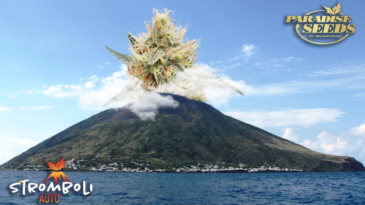 paradiseseeds's tweet photo. Stromboli + Bud = Budmboli Volcano
#paradiseseeds
#finestcollection https://t.co/Eu26Xa1Qho