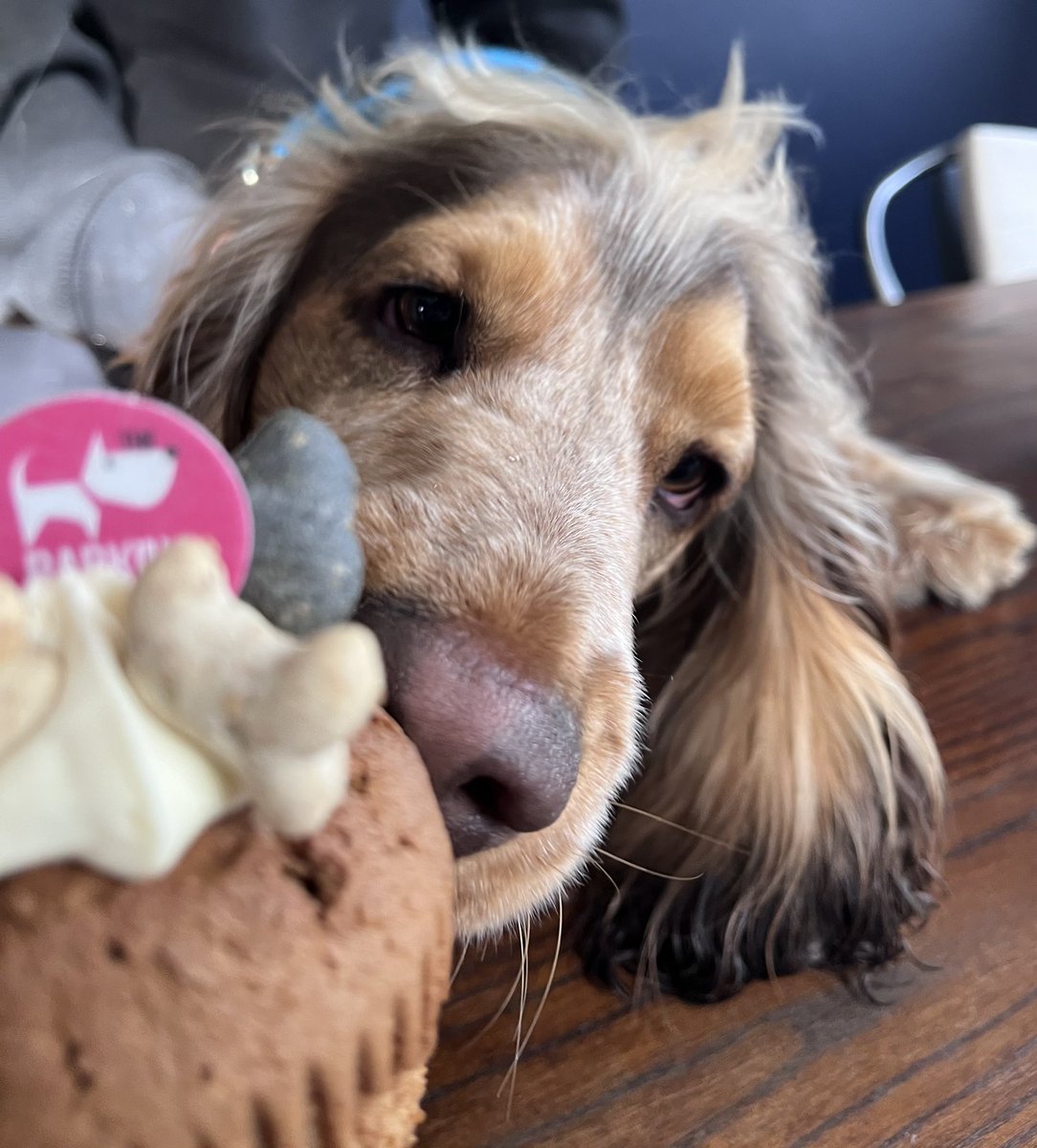 Our little mate is one today! He got to eat cake and a new ball! Happy Birthday Harris 😂🥳💙

#HappyBirthday #harris #cockerspaniel #sundayvibes