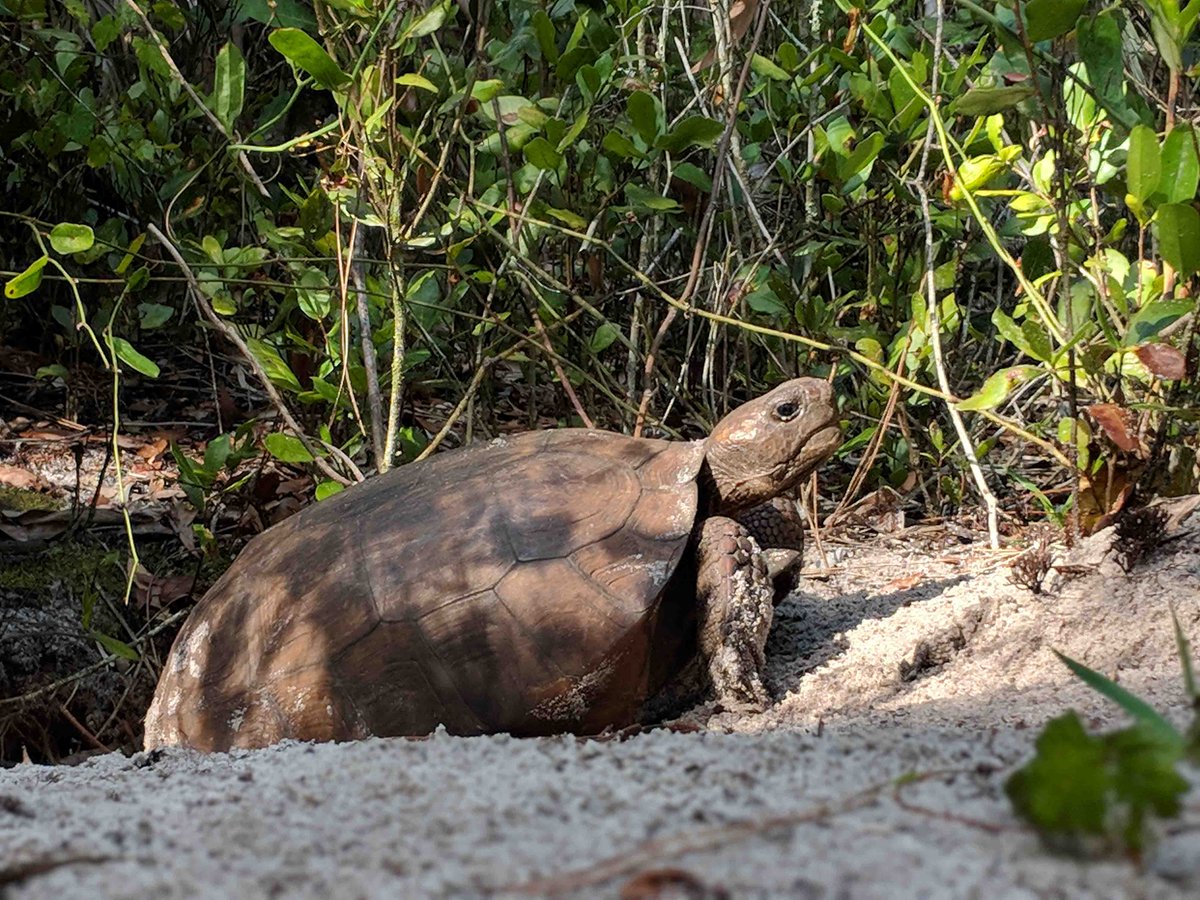 FLOceanographic's tweet photo. It’s #NationalGopherTortoiseDay! 🐢

Gopher #tortoises are a #keystonespecies, supporting 300+ #species: #rattlesnakes use the outside of the burrow to lay eggs, #mice can be found living inside burrows, #bobcats are known to evade #forestfires by escaping into #burrows. https://t.co/p9xwW308Qt