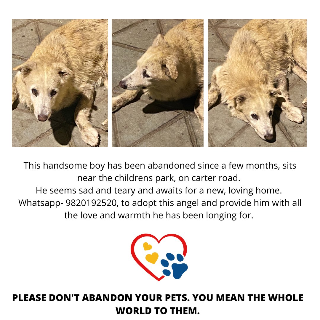 PPA_India's tweet photo. In need of urgent adoption. Please share as much as possible and Kindly DM Us to adopt this handsome boy.
#adoptionpost #carterroad #bandra #PPA https://t.co/W3s2yDlgf9