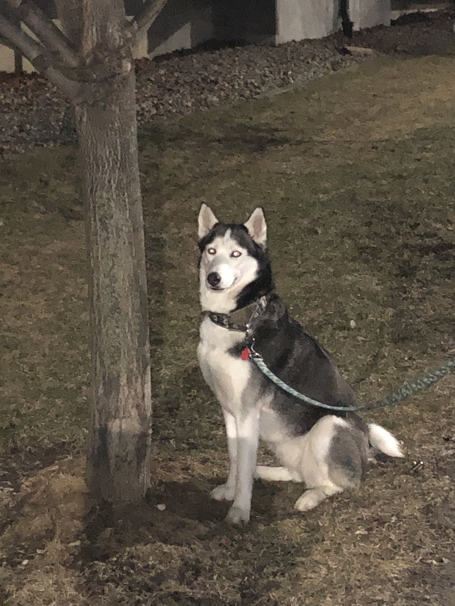obrien_taryn's tweet photo. @cooperhill Sweet Ash has been heavily medicated the last few days due to heartworm treatment. In her “highness” she made friends with this tree. https://t.co/MvyQ7wY1VH