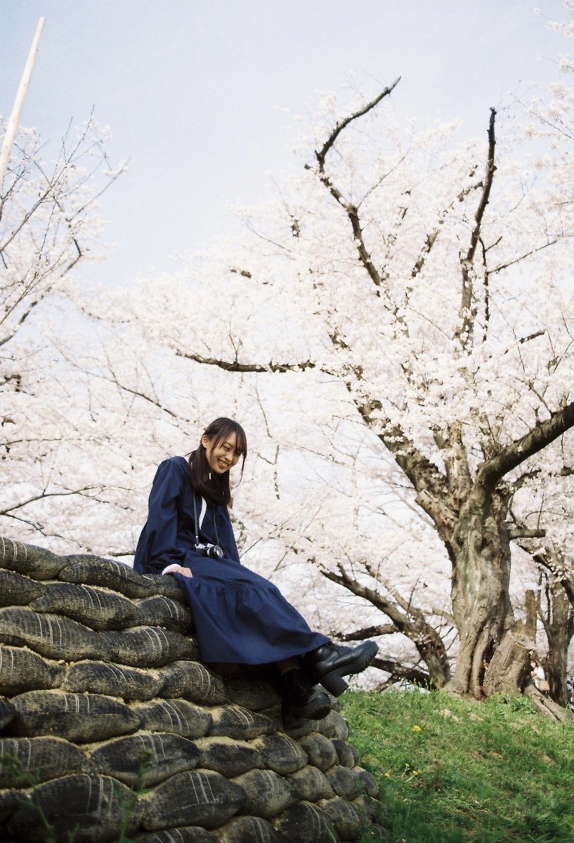 ai_myme's tweet photo. ちょうど満開で嬉しくていっぱい撮った🌸

#film #canonal1 #さくら #桜 https://t.co/sSyklbQ8Li