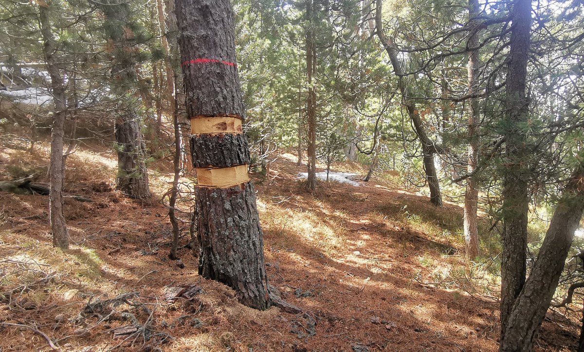 pnaltpirineu's tweet photo. Si un dia passegeu pel bosc de Tres Comuns (Rialp) o Bonabé (Alt Àneu) al #PNAltPirineu i trobeu un arbre amb aquesta part pelada sense escorça, sapigueu que és la tècnica de l'anellament amb motoserra. És una tècnica de gestió forestal per generar fusta morta en peu
Fil👇🏼 https://t.co/lYNutyWTQO