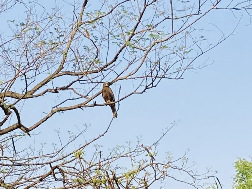 SeanMelbourne2's tweet photo. Beautiful day for #golf and the recent rains have made the course super lush. #birdies and #eagles in abundance. But not alas the golfing kind! #wildlife #flametrees #nature #crocs #Abuja #Nigeria @WriterHannahBT @ANI_Foundation π¦
π± https://t.co/jsA1qTBZZw
