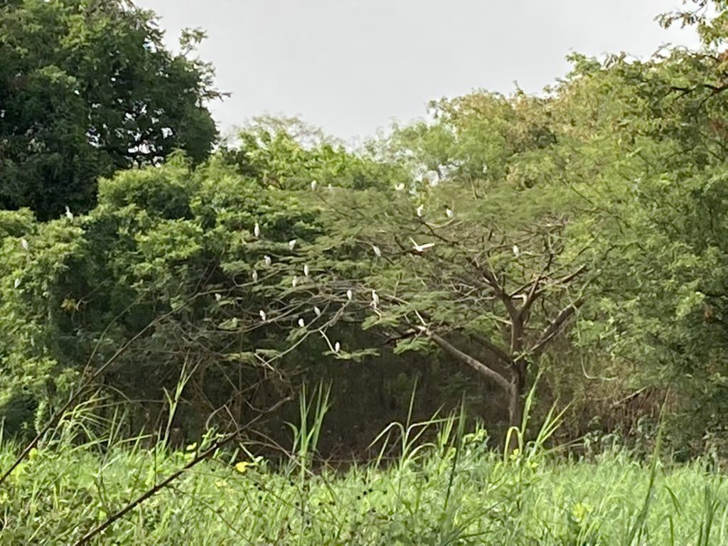 SeanMelbourne2's tweet photo. Beautiful day for #golf and the recent rains have made the course super lush. #birdies and #eagles in abundance. But not alas the golfing kind! #wildlife #flametrees #nature #crocs #Abuja #Nigeria @WriterHannahBT @ANI_Foundation π¦
π± https://t.co/jsA1qTBZZw