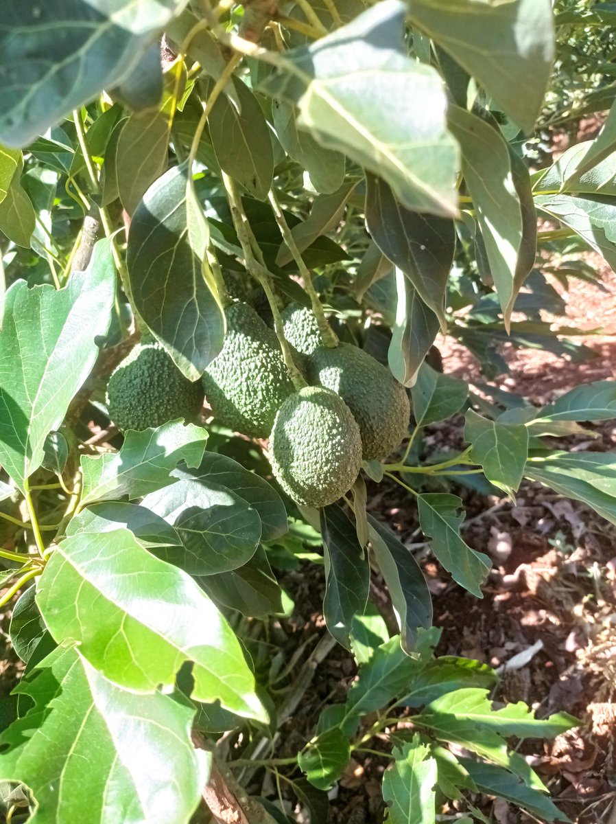 Mr_Kimathi's tweet photo. A single fruit of Hass is going for 21 Kshs. A 5yr old tree will yield up to 500-800 fruits. An acre will do 120 trees. A seedling is 300 Kshs. Do the maths. https://t.co/fIzN363EqL