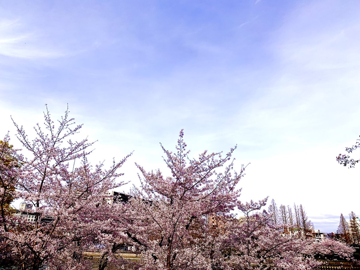 _sora_iro_iro's tweet photo. 青空と桜🌸

久々に横で撮ってみました📸

桜がちょっと小さくなるけど

青・白・桃の
色合いがお気に入りです💕

#TLを花でいっぱいにしよう 
#花が好きな人と繋がりたい 
#キリトリセカイ 
#ファインダー越しの私の世界 
#花の写真 https://t.co/wSIFr7djhM