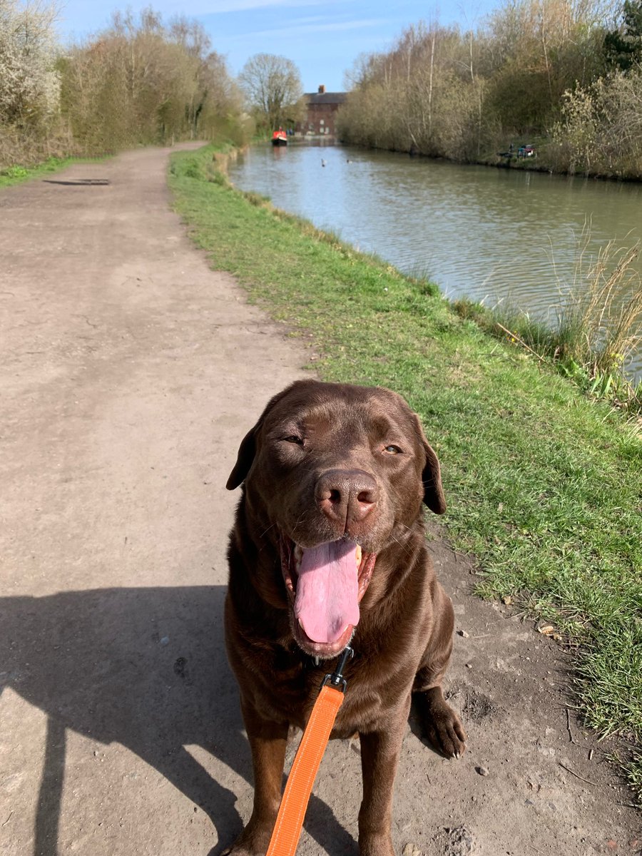 Morning walks. #dogslife