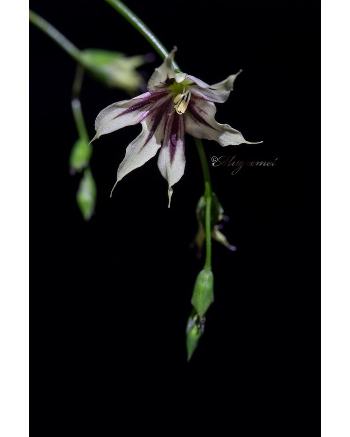 Mugzemet's tweet photo. Melasphaerula graminea (L.f.) Ker Gawl. 
Fairy Bells - פעמוני הפיה
Growing South African bulbs @ My Balcony in Tel-Aviv
מגדלת פקעות מדרום אפריקה במרפסת שלי בתל אביב
💜
.
.
.
#Iridaceae #Melasphaerula_graminea #Fairy_Bells https://t.co/0QG3JN8wk9 https://t.co/l0ox0lURXY