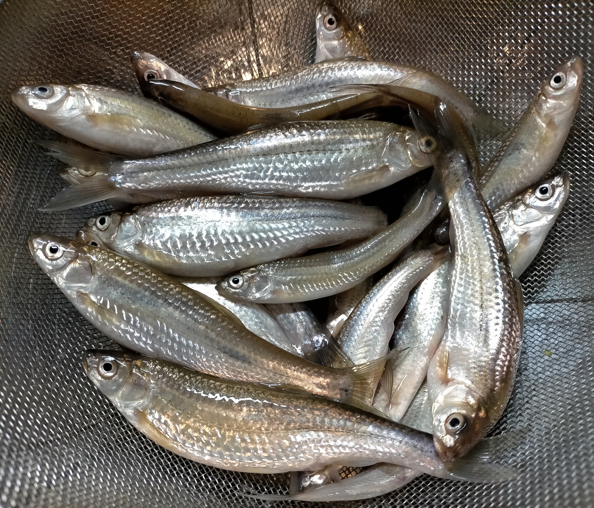 Yosuke10 今日は琵琶湖の支流へホンモロコ釣りへgo ワカサギの投げ釣りサビキ仕掛けに赤虫を付けてぶっこみます 朝一沖を狙うと渋かったが狙いを手前に変えるとガンガン食ってきて30匹ぐらい釣れました 美味いらしいのでどう料理するか考え中 O