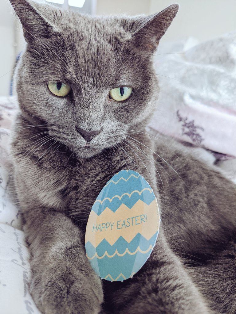 Euthumia's tweet photo. @PetsatHome selfie with your Easter egg ππ°π₯ #VIPEaster https://t.co/NsNGL0YIm1