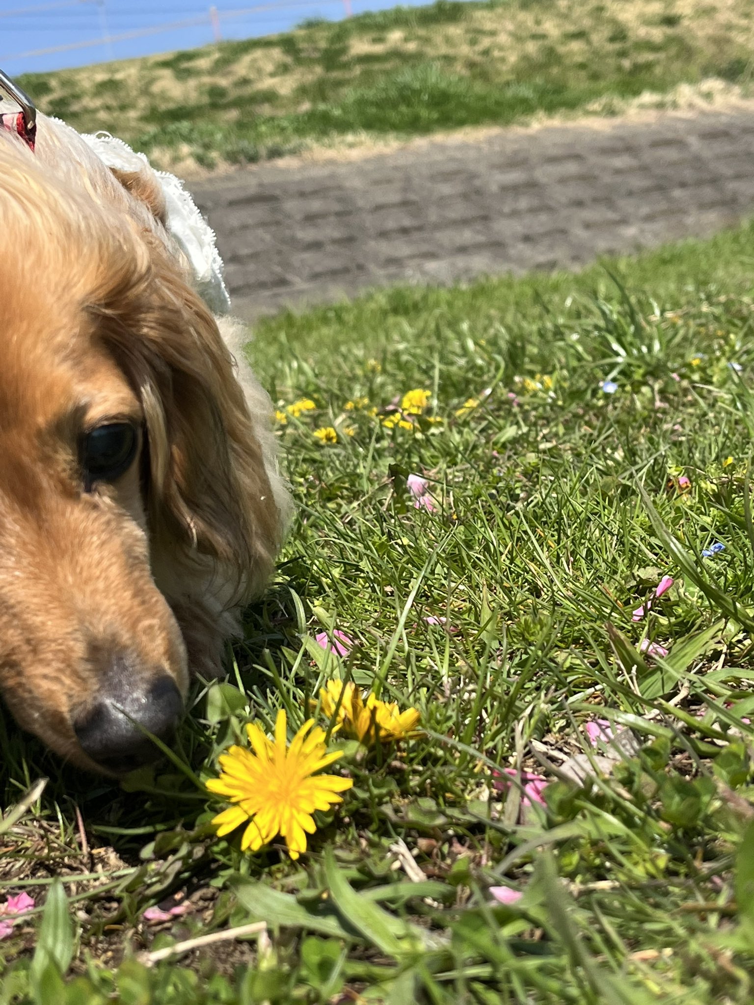 ネガティブカフェ バー モリオウチ 下北沢 年中無休 超お気軽にどうぞ お一人様大歓迎 ポチ ぱぱ たんぽぽの花言葉知ってますか 真心の愛 ですよ 素敵ですね でも白い綿毛になると花言葉も変わって 別れ になるんですよ 婚期逃したぱぱに