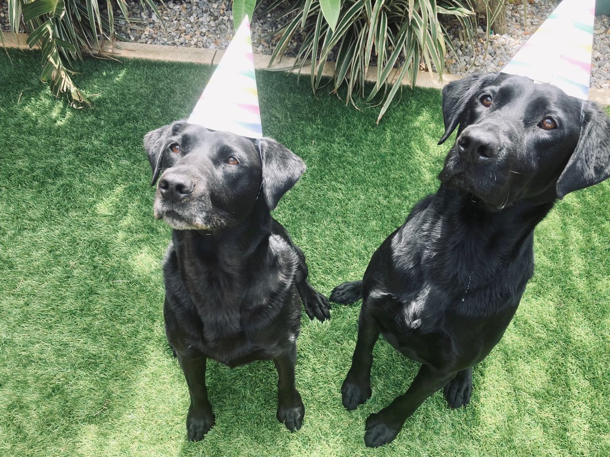 WAPoliceCanine tweet media