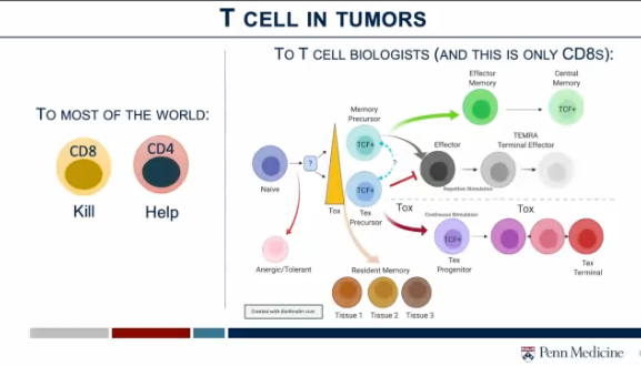 "This is why non-immunologists hate immunologists..." The fantastic <a href="/EJohnWherry/">E. John Wherry</a> explains the basics of cancer immunology with a focus on T cells in his beautiful and extremely clear lecture <a href="/AACR/">AACR</a> #AACR22. I really recommend watching it, it's a gem - both in content and delivery.